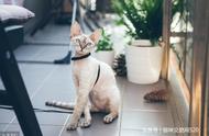 该如何去训练猫猫表演跳圈圈？跳环的技巧