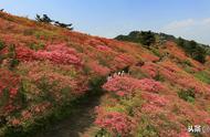 5月杜鹃花去哪里看好 值得一去的国内杜鹃花观赏地盘点