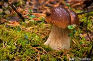 蘑菇种植覆士材料宜采用哪些消毒方法？