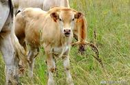 养牛自繁自养利润高，母牛饲养和配种要注意啥，尤其是初产母牛