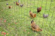 农村山林养鸡，注意这几个问题点，能够帮手新手快速上手养殖