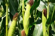 技术助农增收，北方地区玉米种植管理方法，建议收藏