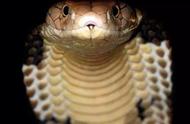毒蛇之中的蛇王，世界上唯一会筑巢的毒蛇，以其他的蛇类为食