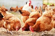 鸡常见的7种寄生虫病防治