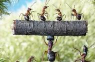 被困地底下多年，这群蚂蚁是如何活下来的？