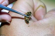 2万只蜜蜂换1克，这样的蜂毒生产技术，你认为可行吗