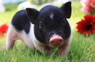 新手养猪要注意哪些问题，疾病如何预防，怎样节省开支