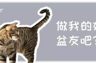 狗开心时会摇尾巴，猫却恰好相反，猫咪尾巴传达的意思你知道吗？