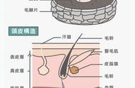 洗头是要洗发还是洗头皮？什么步骤才对？