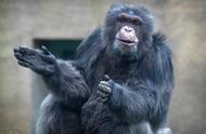 27打7！黑猩猩战胜，吃掉大猩猩幼崽！温情黑猩猩，到底有多狠？