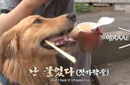 韩国“重口味”狗狗最爱的“食物”，网友：大佬
