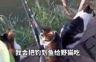 没想到，带着猫咪钓鱼，结果却是给猫主子打工