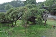 北漂的日子：神树盘龙松，小游延寿寺