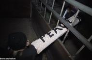 动物保护者冲进工厂，把自己拴机器上：不放小动物我们就跟这耗着