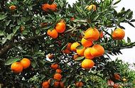 柑橘采摘应该注意什么？
