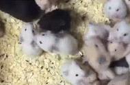 100只母仓鼠中放进了一只公仓鼠，半月后惊喜来了