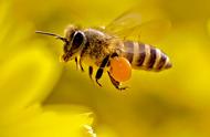当你掌握了蜜蜂的飞行规律，抓拍蜜蜂就有容易多了。怎样拍摄蜜蜂