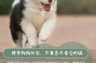 @所有养犬人，自觉文明养犬，支持请转