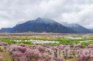 阳春三月，相约花海林芝