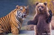 假如老虎与熊在野外发生打斗，哪一方的赢面比较大？