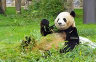 没有了熊猫的“治愈”日本可要怎么办