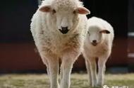 农民养羊的春天来了！