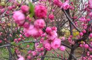 鹧鸪天——榆叶梅——清明雪后赏花