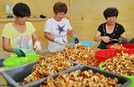 滑子菇从日本引进，东北三省大面积种植，有抑制肿瘤的作用
