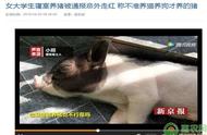 女大学生把猪当宠物？小香猪成养猪新商机！（附养殖技术及补贴）