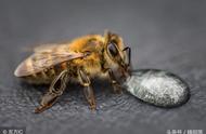 巧用蜜蜂侦查蜂，快速抓捕野蜂，有经验的蜂农就是这么快