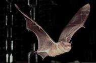 蝙蝠避免回声干扰的策略：改变频率