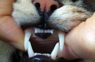养猫小知识：用牙刷给猫咪刷牙的5个小步骤，牙垢通通全赶跑