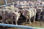 国内主要牛羊买卖市场在哪里？全国牛羊集交易市场大全