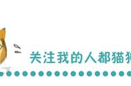 狗狗和气球之间的爱恨情仇，一篇文章岂能说完？