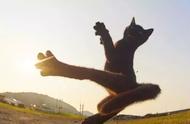 喵星人的“猫拳”你见识过了吗？听说是江湖上最萌的武功！