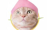 可爱猫咪头套系列水果猫2蠢萌来袭