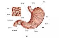 「健康」从胃炎到胃癌，仅仅只有4步！