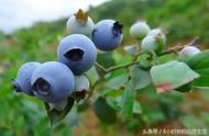 蓝莓盆栽的鉴赏以及栽培养护