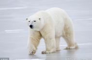 北极人熊“夺穴”大战