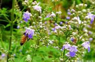 老蜂农坚决不会让蜜蜂采集的31种植物，新手养蜂必备