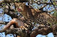 豹子不仅仅是把捕获的猎物拖到树上，它们还有另外一个更安全地方
