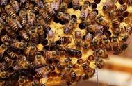 从蜜蜂粪便判断蜜蜂越冬情况，老蜂农这招是如何做到的？