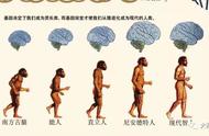 从猿到人如何进化，让基因告诉你