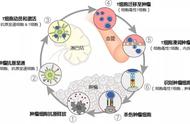 关于细胞免疫治疗，癌症患者需要了解的十大问题！