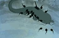 兰台特色课之水墨动画：58年后，再赏《小蝌蚪找妈妈》之美