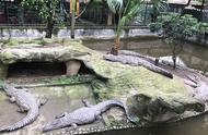 重庆有个鳄鱼馆，很多人并不知道