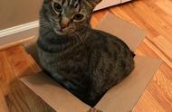 纸箱究竟有什么神奇的魔力，才会让猫咪对它们如此痴迷？