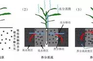 为拥有一个健康的果园，不得不了解的果园施肥误区与对策