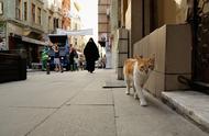 快看！《爱猫之城》中的伊斯坦布尔人是怎么撸猫的