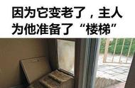 爱心满满的萌宠主人们